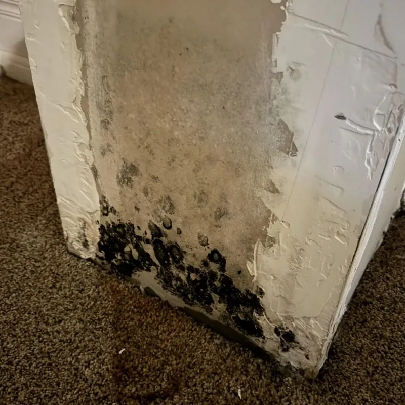 Professional Mold Removal in Chapman, KS